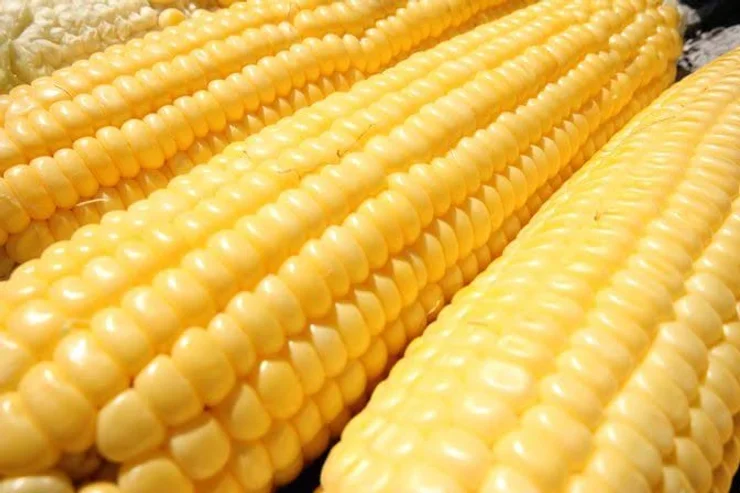 GMO maize net present-value to be $850 million in mid-altitude zone: Study