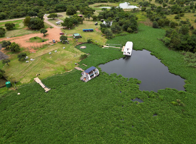 Scientists Deploy Bugs in the Fight Against Water Hyacinth Weed in South Africa