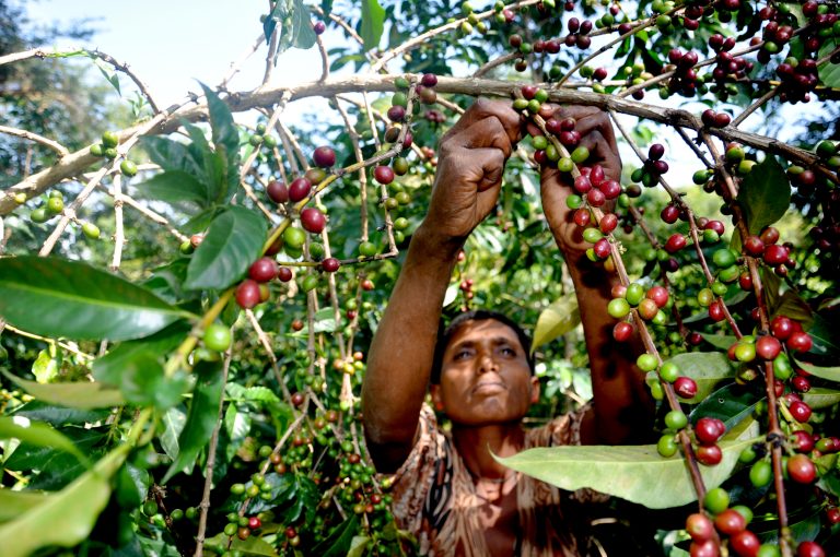 Coffee Exporters in Ethiopia Experiencing Shocks as Global Price Declines  