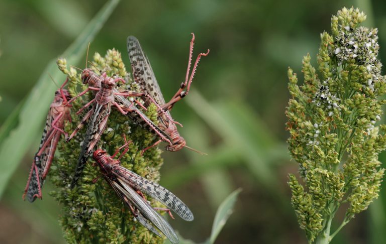 Immature Adult Desert Locusts Become Invasive in Ethiopia’s Tigray Region : DLCO-E