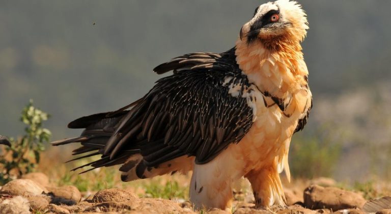 September 2 International Day for Vulture Awareness 2023