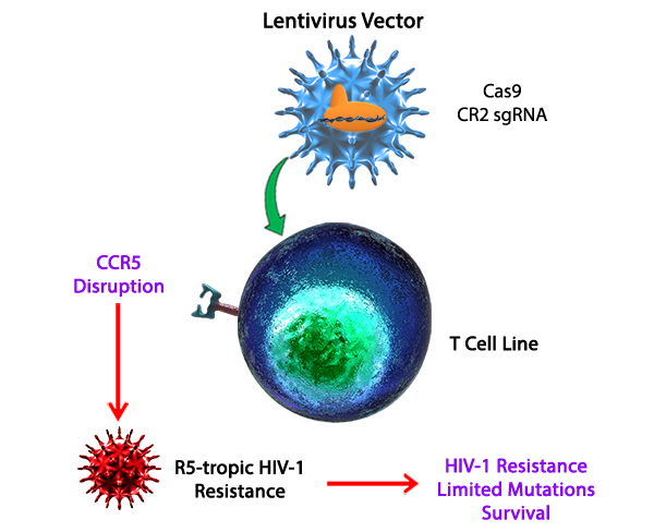 CRISPR/Cas9 Gene Editing May Not be the Safest HIV Cure Strategy : Study