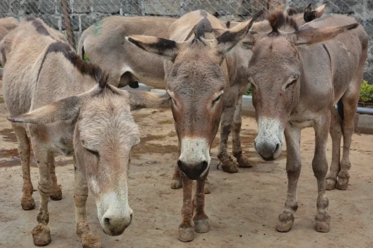 Africa’s Donkey Population Decimated Due To “Brutal” Chinese Slaughtering