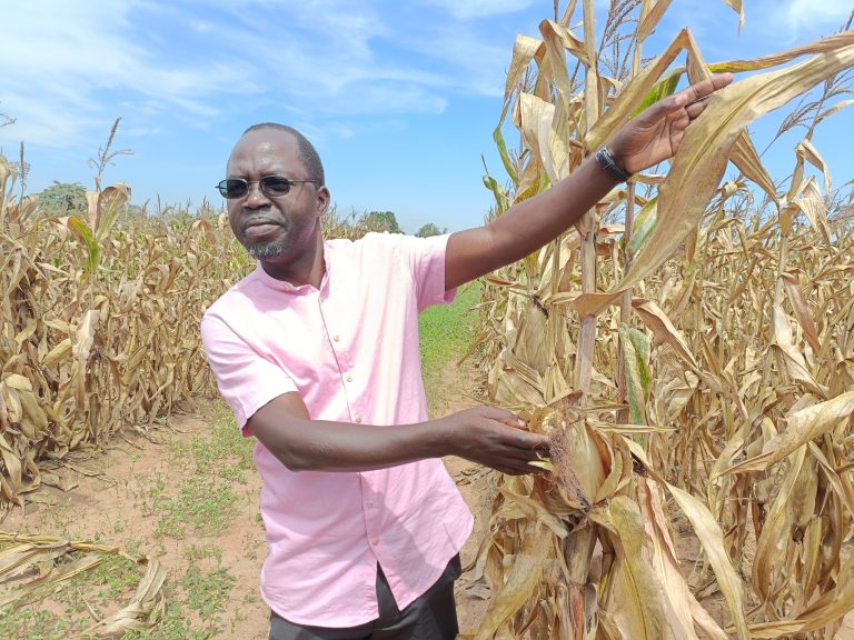 Malawi’s first Bt Maize trials show promise