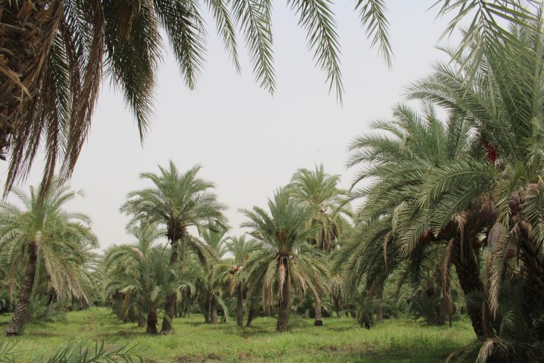 Semera Hosts Date Palm Research and Development Promotion National Consultative Workshop