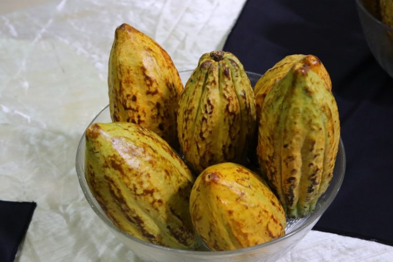 Ethiopia launches its first “Cocoa” variety